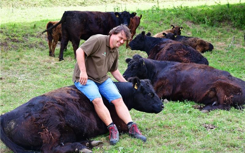Friedlich und chillig: Carsten Mößner zeigt, wie entspannt die Galloway-Rinder sindGB-Foto: Holom