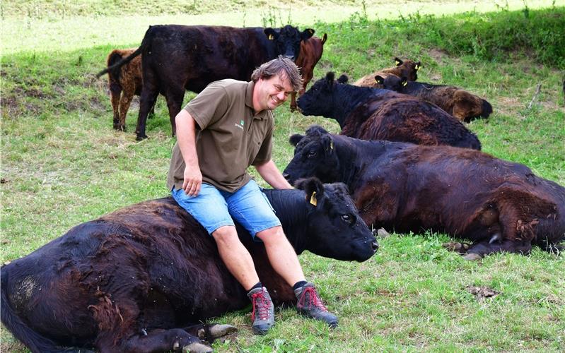 Robuste Rinderrasse lebt permanent im Freien Friedlich und chillig: Carsten Mößner zeigt, wie entspannt die Galloway-Rinder sindGB-Foto: Holom