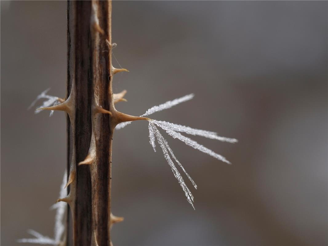 Frost in einer seiner schönsten Formen. Von Franz Weiß aus Hailfingen.