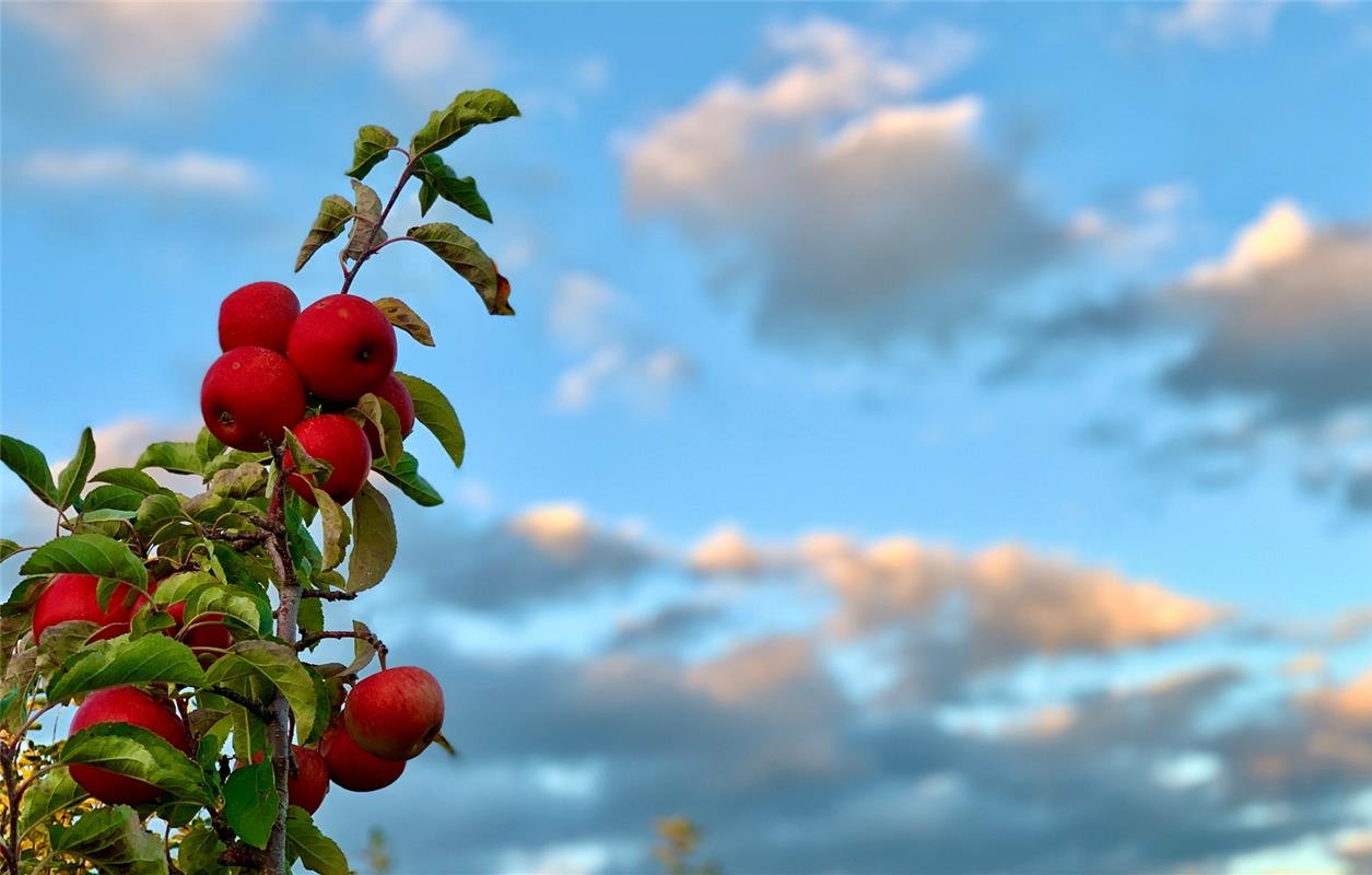 Fruchtträchtiger Wipfel zum Himmel gestreckt. Aufgezeichnet von Minja Rollinson ...