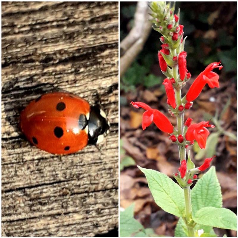 "Frühling am 4. November - Minze blüht & Marienkäfer sonnt sich", berichtet Vere...