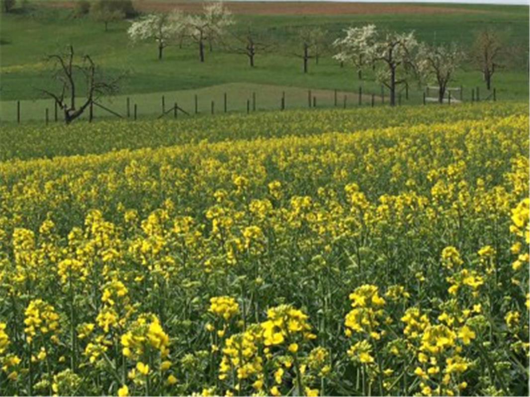 Frühling in Oberjesingen. Von Heike Weisse aus Kuppingen.