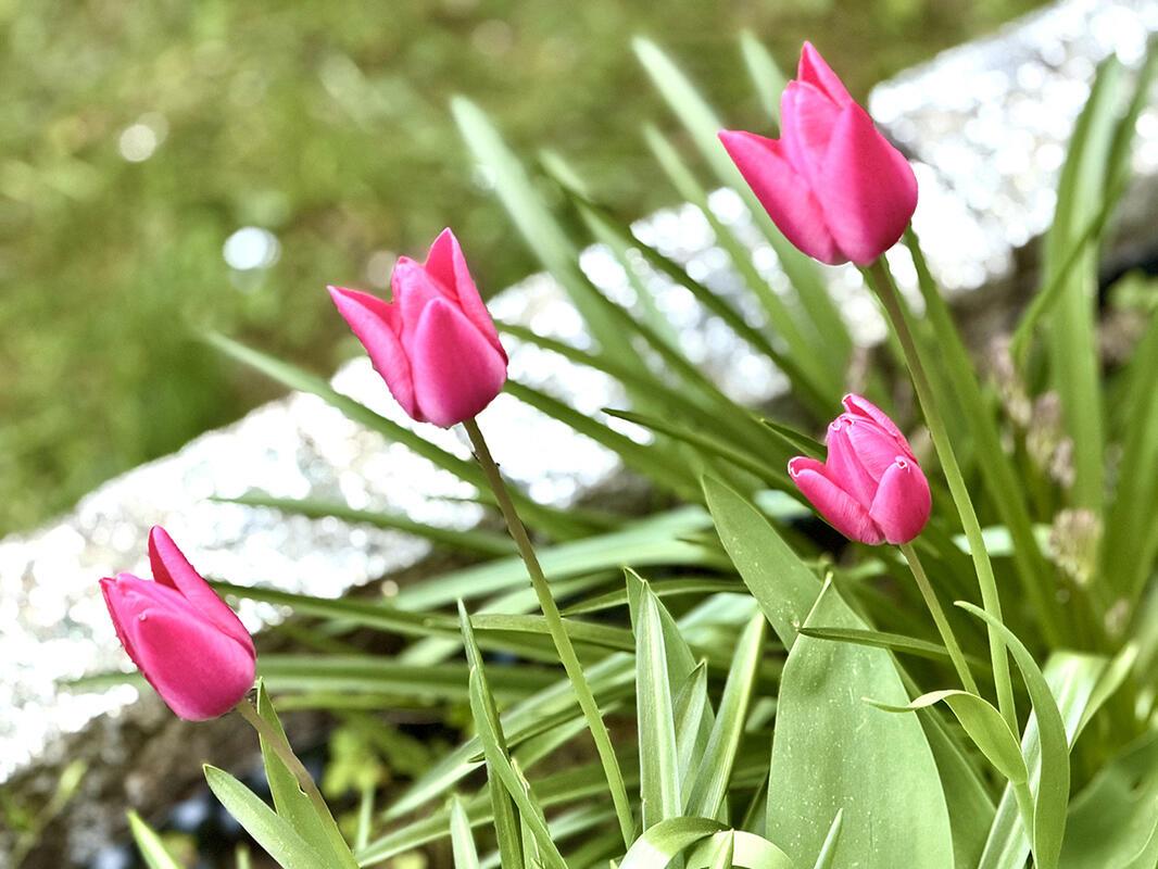 Frühling in Pink.  Von Minja Rollinson aus Gäufelden.