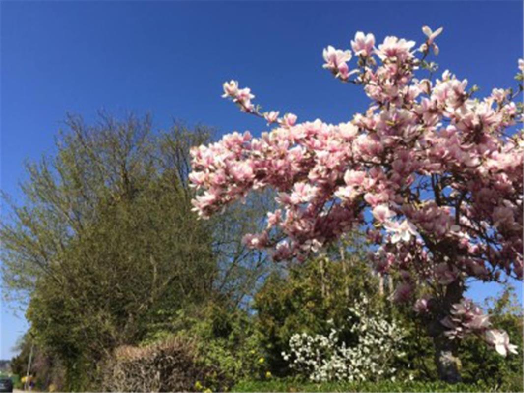 Frühling ist, wenn alles blüht. Von Heike Weisse aus Kuppingen