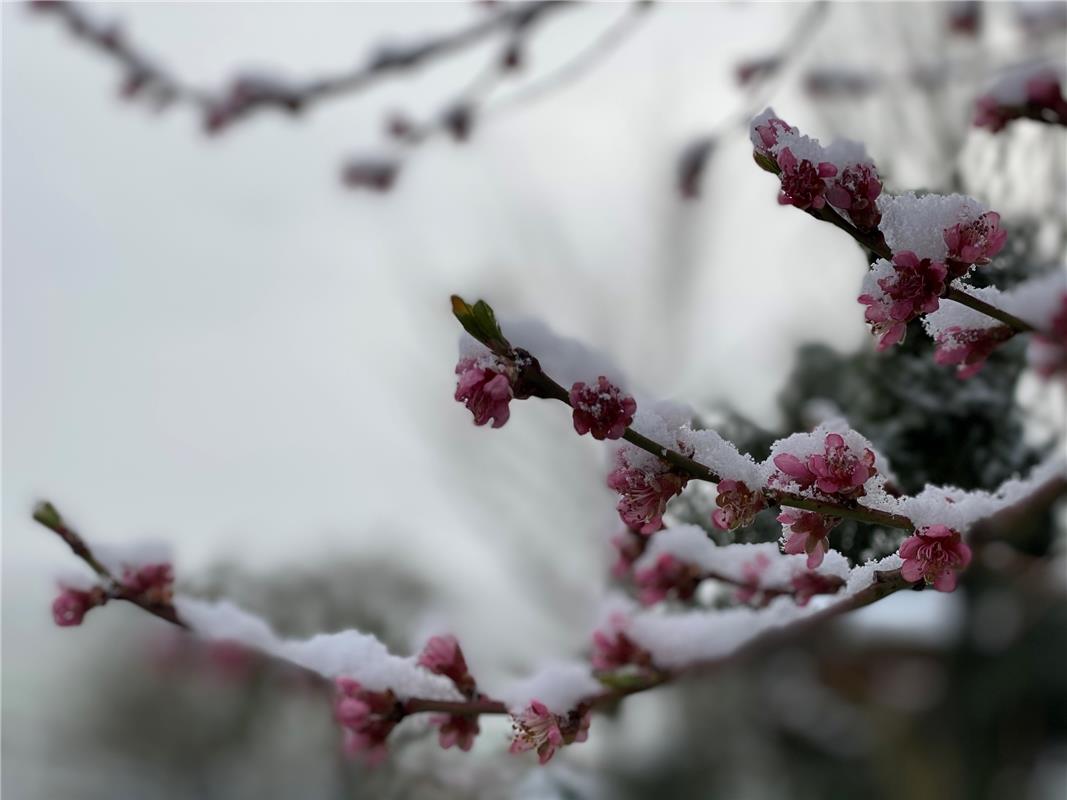 Frühlings-Blüte im Mönchberger Schneemantel, eingereicht von Heike Maisch. 