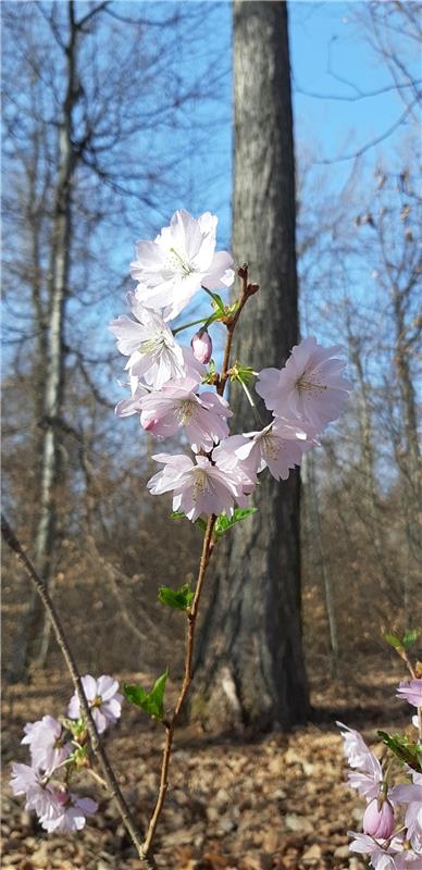 Frühlingsblüten zwischen den Bäumen im Wald bei Mönchberg. Zauberhaft schön! Von...