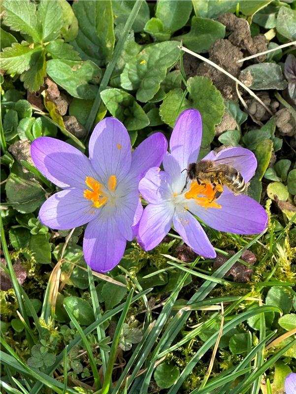 Frühlingsboten. Von Anja Schnotz aus Gäufelden.