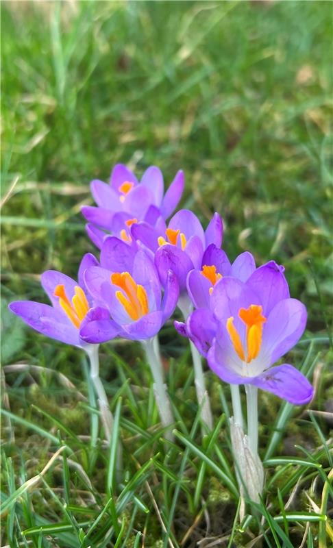 Frühlingsboten. Von Sabine Steinmann aus Gärtringen.