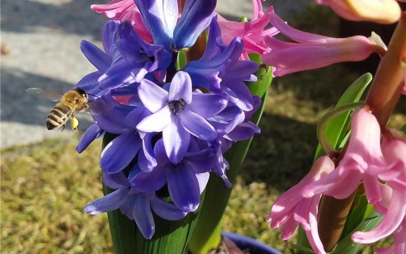Frühlingsboten stellen sich ein Frühlingsboten stellen sich ein