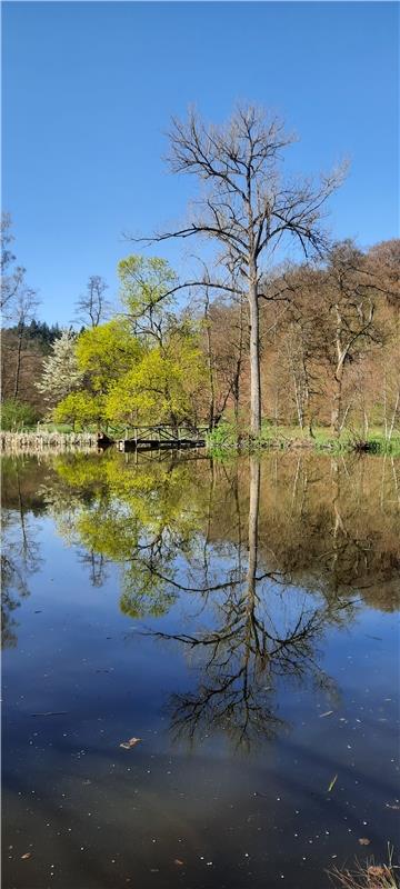 Frühlingserwachen am Ziegelweiher.  Von Uli Hafner aus Deckenpfronn.