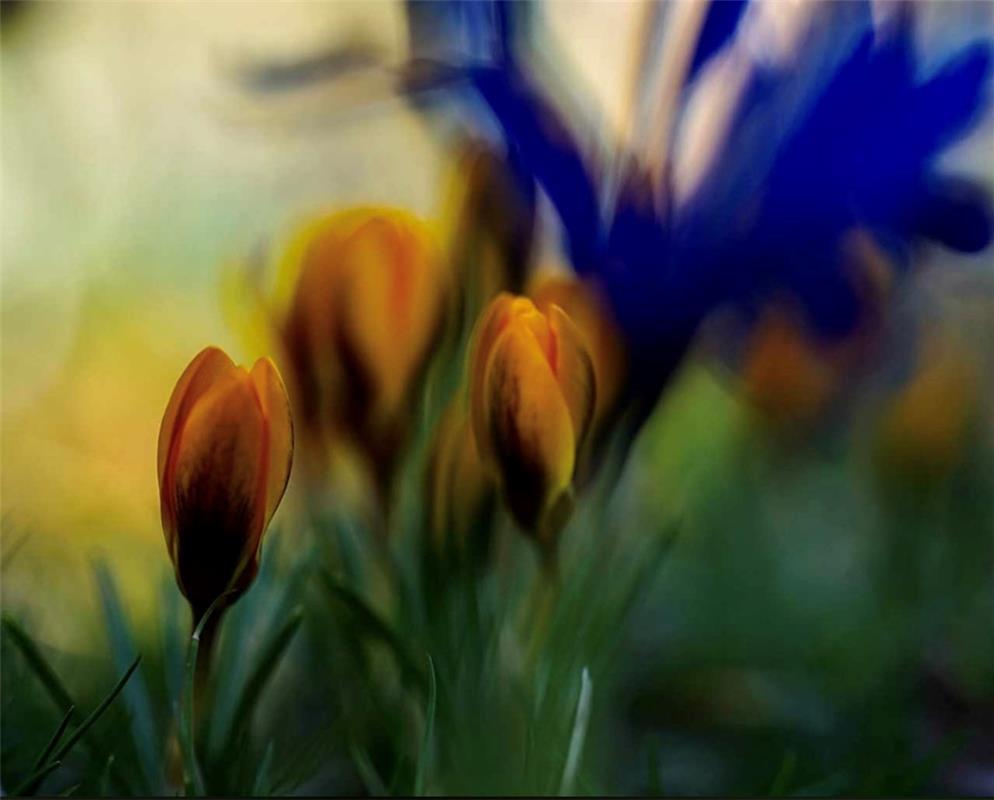 Frühlingserwachen im Garten. Von m ∞ m Photography, Familie Suhm aus Gärtringen.