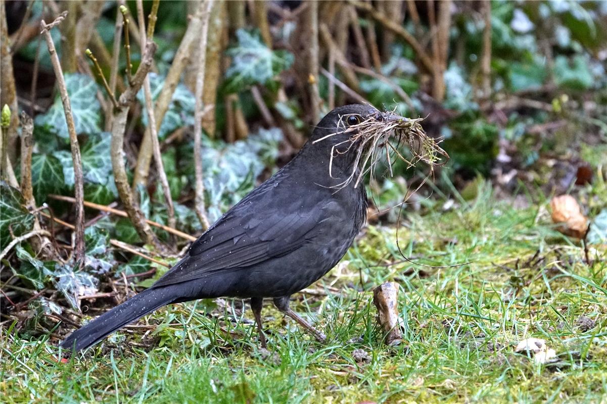 Frühlingsgefühle bei der Amsel. Zuerst wird ein Nest gebaut. Sieghard Gillich au...