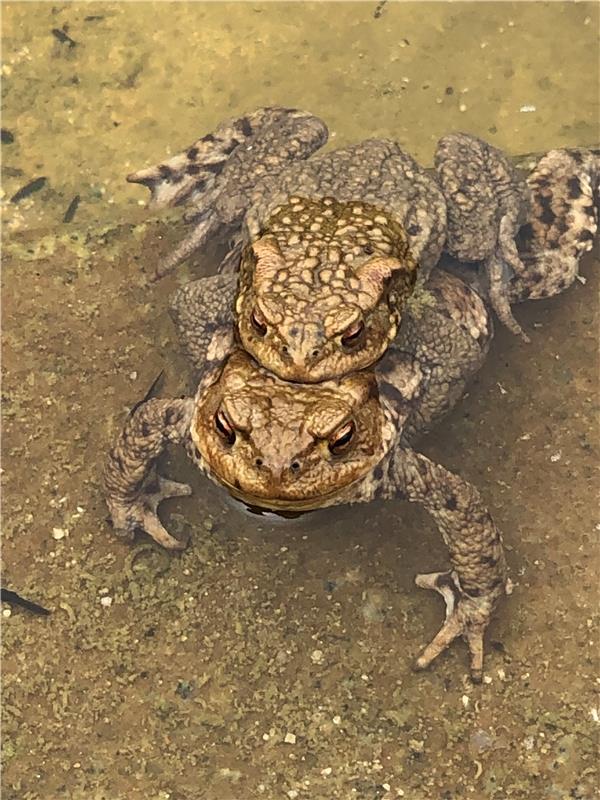 Frühlingsgefühle... Von Sigrid Kindler aus Wildberg.