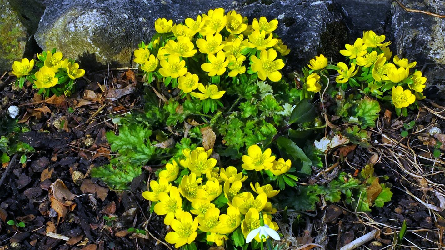 Frühlingsgrüße aus dem Garten. Von Klaus Pfisterer aus Herrenberg.