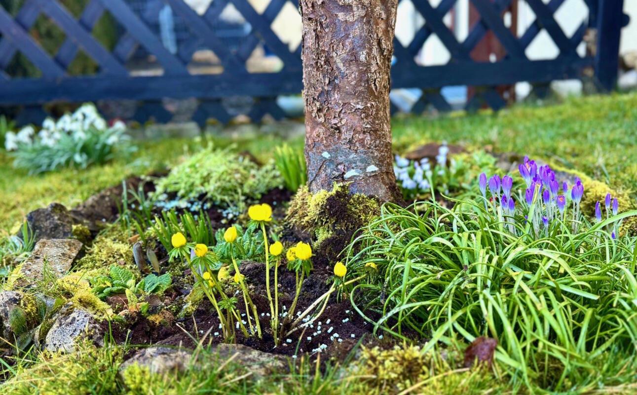 "Frühlingsgruß am Baumfuß".  Von Minja Rollinson.