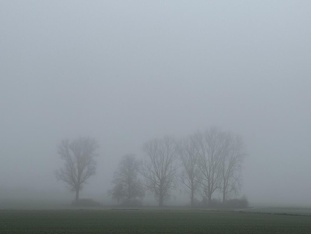 Frühlingsmorgennebel. Von Sabine Steinmann.