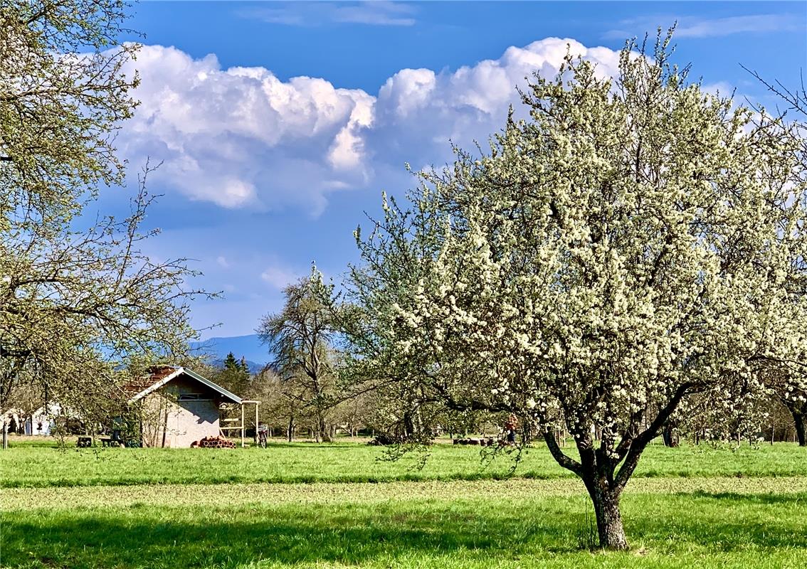 Frühlingsstimmung - weiße Blüten unter weißen Wolken. Gesehen von Minja Rollinso...