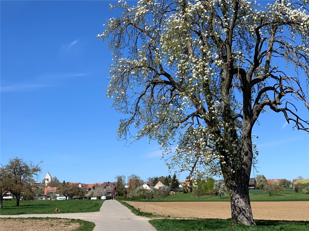 Frühlinhserwachen am Ortsrand von Öschelbronn. Von Minja Rollinson aus Öschelbro...