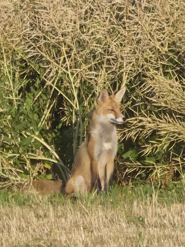 Fuchs on Tour. Von Anne Biedermann aus Herrenberg.