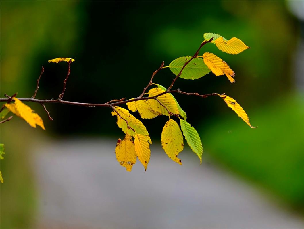 Für Insta verwendet. An den Buchen erkennt man so langsam die Verfärbung von grü...