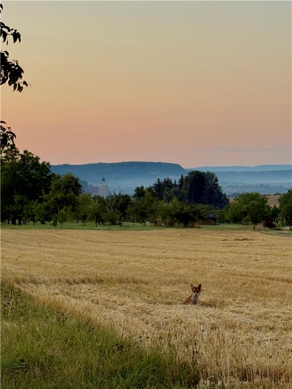 Für Insta verwendet, Fuchs in der Morgendämmerung vor Herrenberg. Von Tina Kappe...