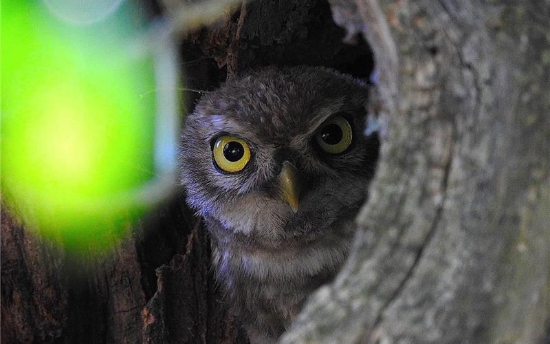 Für den Steinkauz wird ein Zuhause gesucht. GB-Foto: Antje Strohkendl