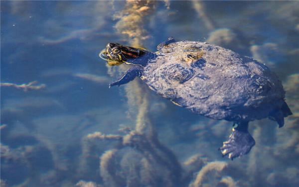 Für diese Badegäste hat das Freibad schon geöffnet ... (fotografiert von Natalie Politz aus Hildrizhausen)