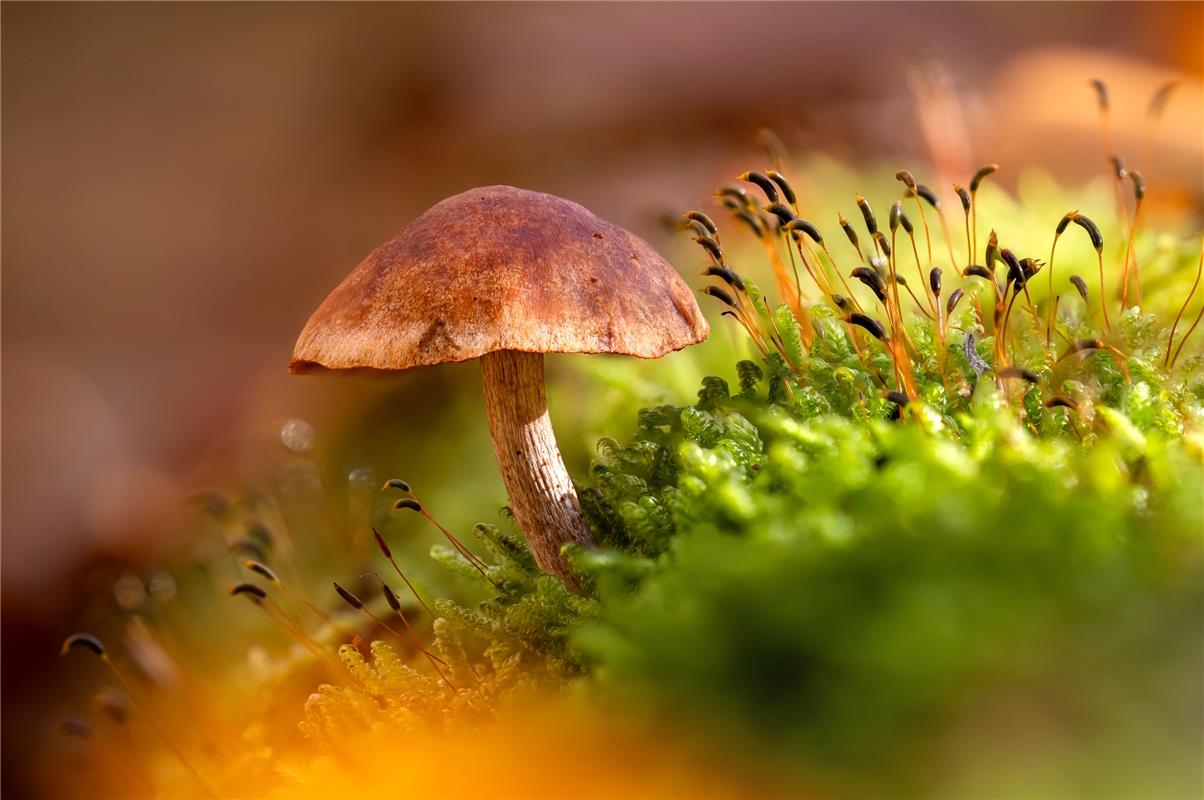 (Für insta verwendet) Die Pilzsaison ist zwar fast vorbei, aber ich habe diese W...