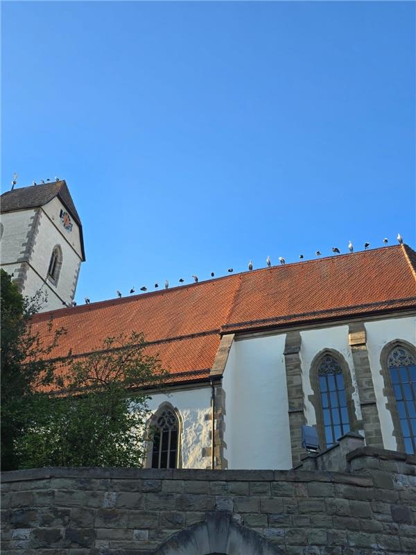 Für insta verwendet. Unglaubliche 26 Störche!!! WOW!!!  Von Sabrina Scivoli aus ...