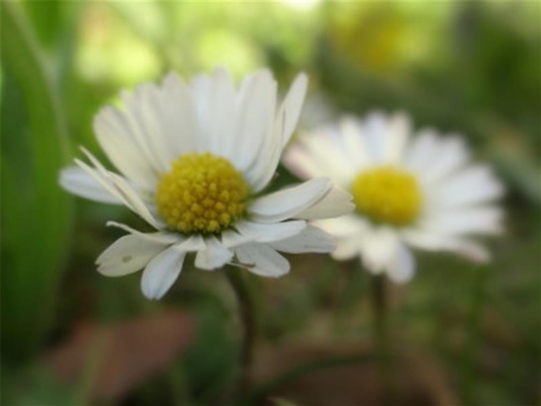 Gänseblümchen im Garten hat Michael Enz aus Gärtringen entdeckt