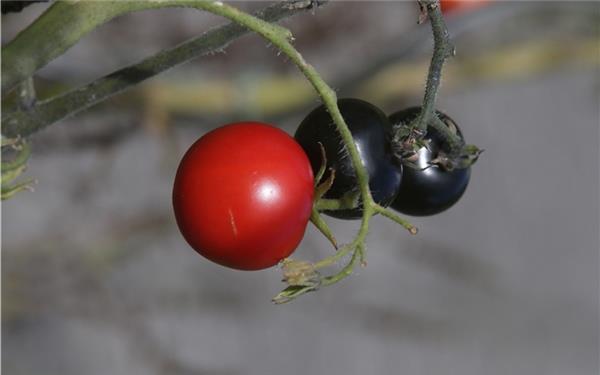 Gärtringer Koalitionsgespräche  (in der Tomatenplantage)GB-Foto: Bäuerle