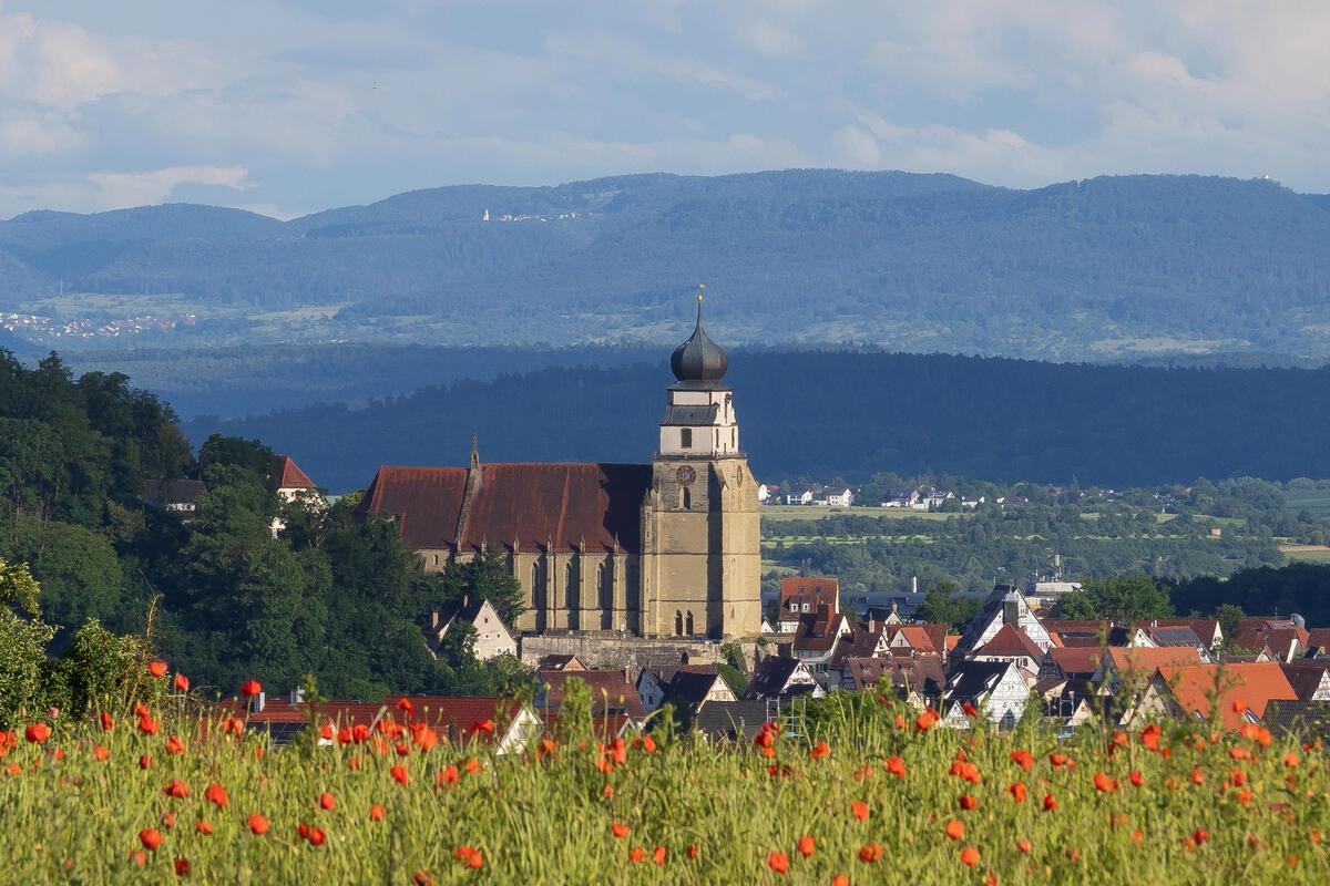 Gäuglucke zwischen Mohn und blauer Mauer der Schwäbischen Alb.  Von Hans-Günter ...