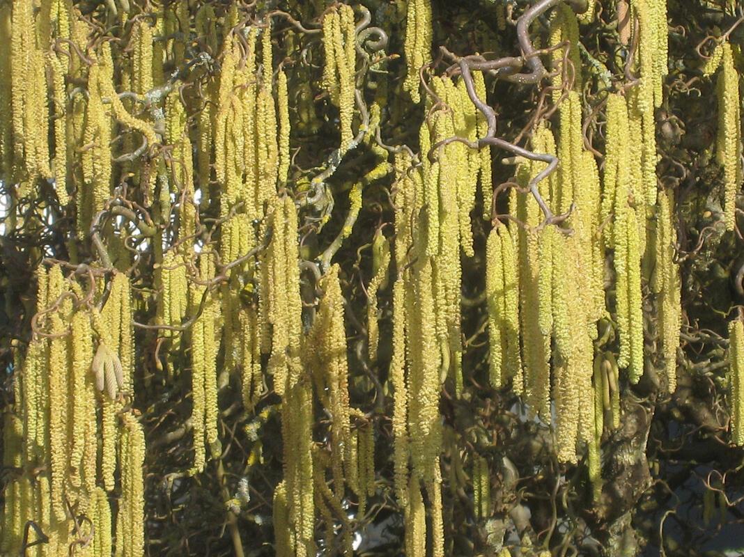 "Gäuwürschtla" – völlig vegan on omasuscht 😉  Von Frank Winter aus Nebringen.