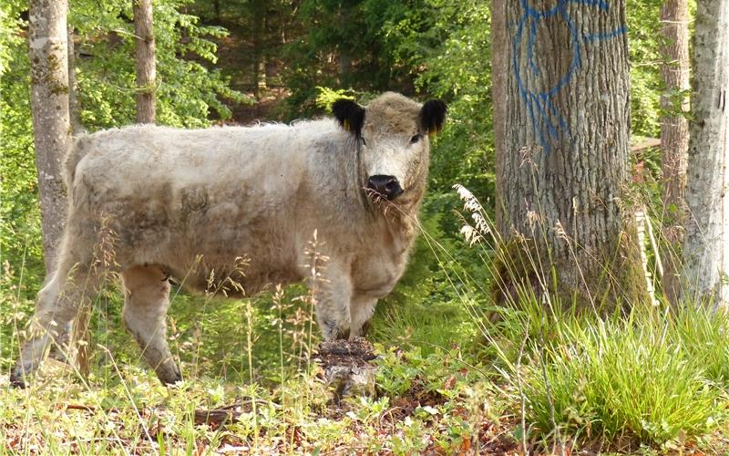 Waldweide ist wärmer und lichter Galloway-Rind auf der Waldweide im Stadtwald unter einem Habitatbaum GB-Foto: Landratsamt Böblingen/Matthias Link