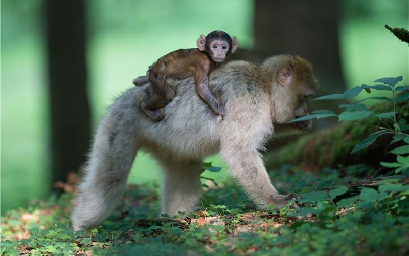 „Gäubote“-Familien-Tour: Nachwuchs ohne Scheu zu beobachten Ganz nah an den Tieren – in diesem Park ist das möglich.GB-Foto: Affenberg Salem