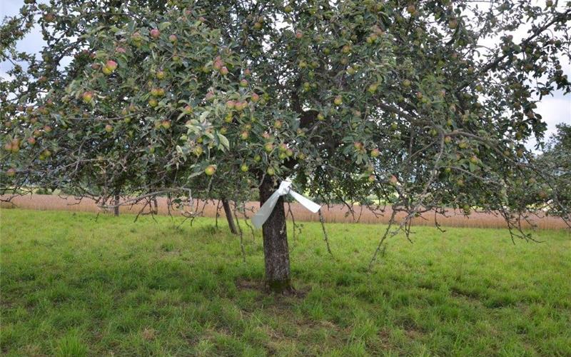 Weiße Bänder signalisieren „Ernten erlaubt“ Gekenn-zeichneter Baum bei Pfullingen: Hier ist erntenerlaubtGB-Foto: gb