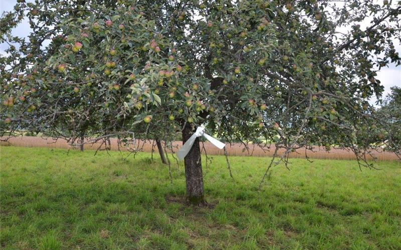 Gekenn-zeichneter Baum bei Pfullingen: Hier ist erntenerlaubtGB-Foto: gb