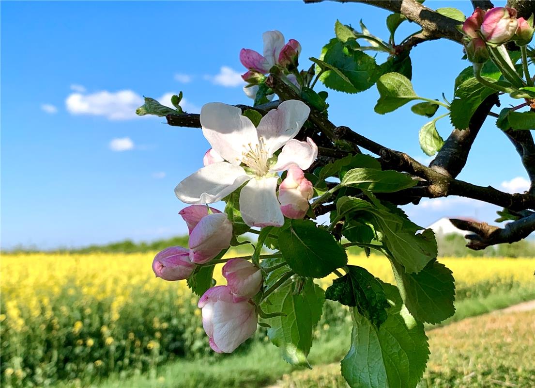 Gelb, blau, weiß und grün mit ein bisschen rosa – so leuchtet der Frühling im Gä...