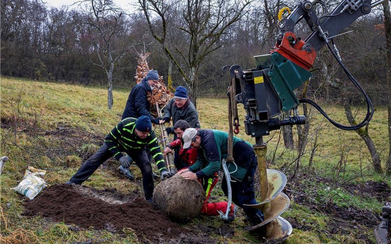 Gemeinsam angepackt wurde bei der Einpflanzung der Traubeneiche. GB-Foto: Matthias Lange