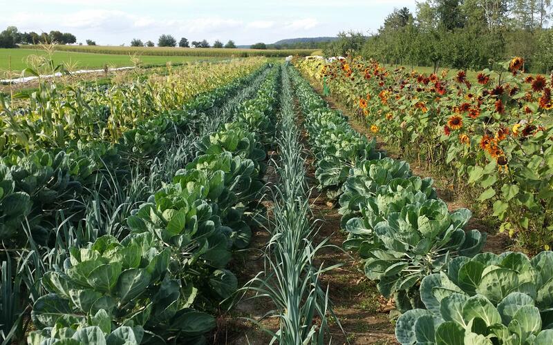 Gemüse, Salat und Kräuter baut Sarah Hiller in solidarischer Landwirtschaft an. Und sucht noch Teilnehmer hierfür. GB-Fotos