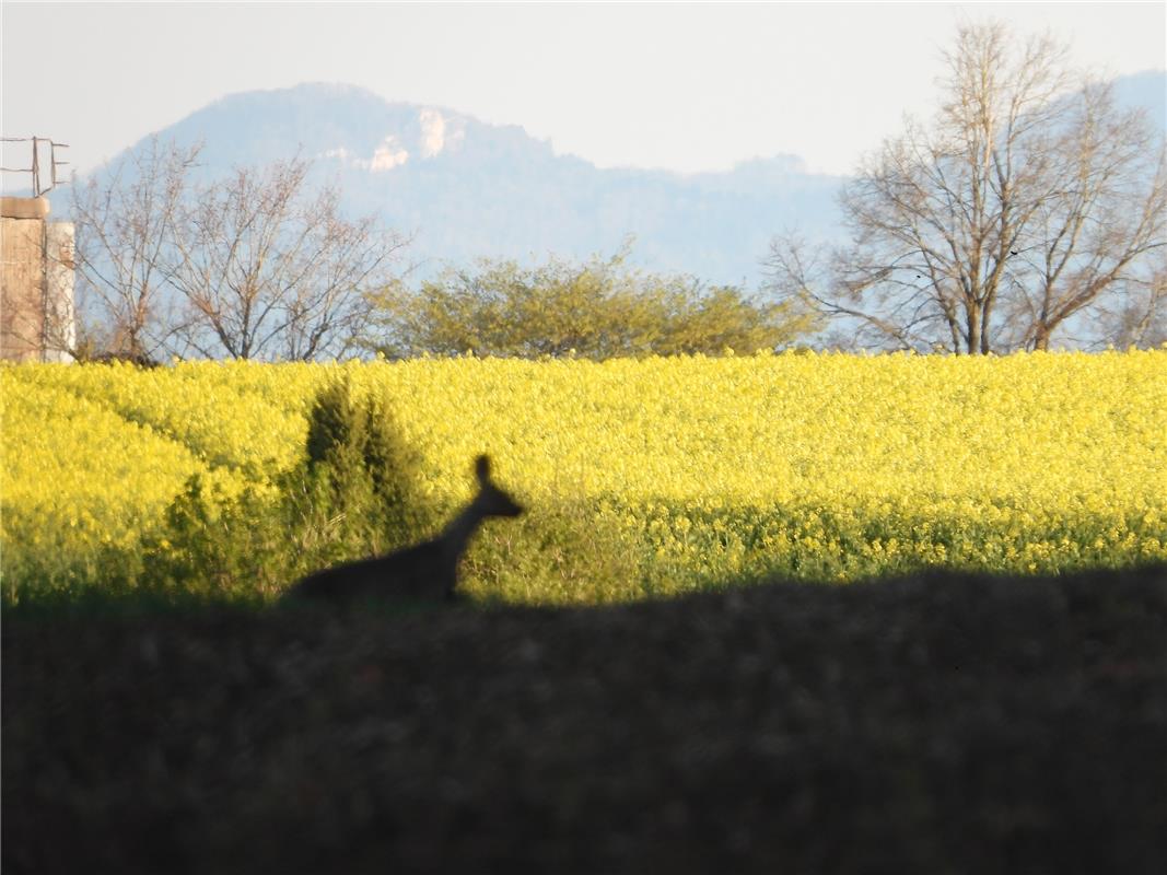 Gesehen von Rainer Woll in Bondorf am frühen Abend: „Flitzer in der Landschaft“