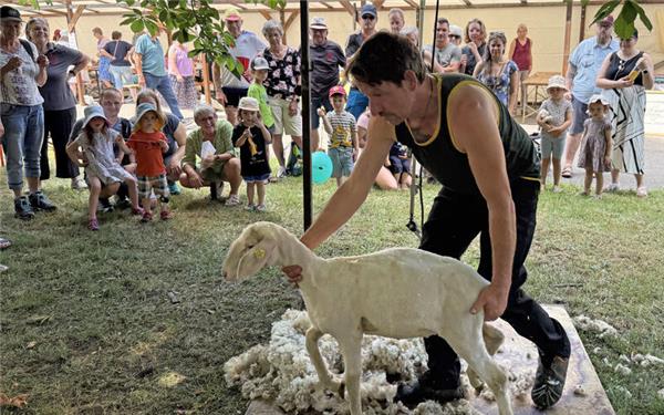 Gespannt verfolgen die Knirpse, wie Felix Riedel ein Schaf von seiner Wolle befreit. GB-Foto: Priestersbach