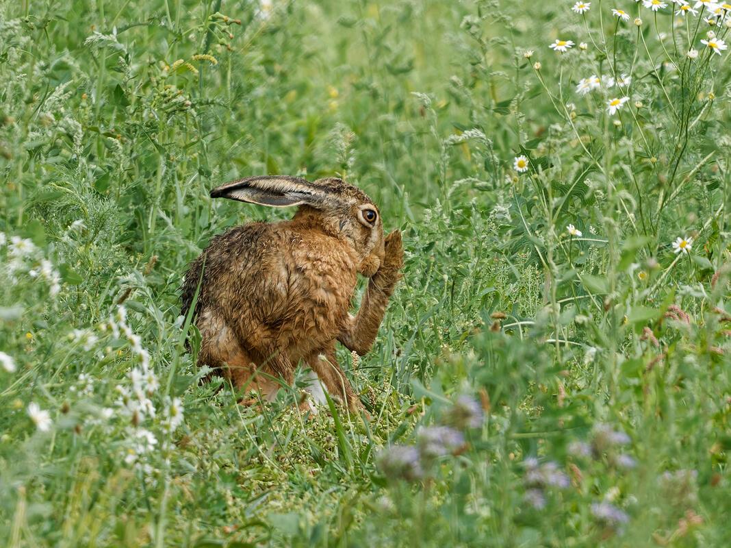 Gestern nach dem Regen, Feldhase bei der Fellreinigung.  Von Erich Tomschi aus M...