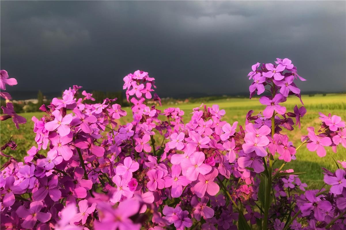 Gewitterstimmung im Ammertal oder Gewöhnliche Nachtviolen vor dem Unwetter - Anj...