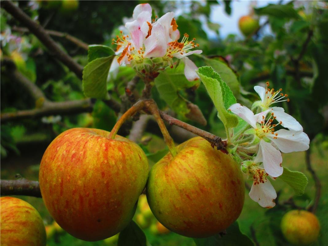 Gibts das? Ja - Apfelblüte in Erntezeit! Der Apfelbaum mit der Sorte Pilot-Äpfel...