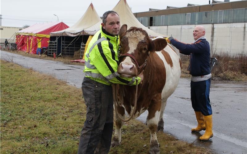 Giuliano Frank (links) und Walter Frank mit der 1000 Kilo schweren Kuh Tanja. GB-Foto: Bäuerle