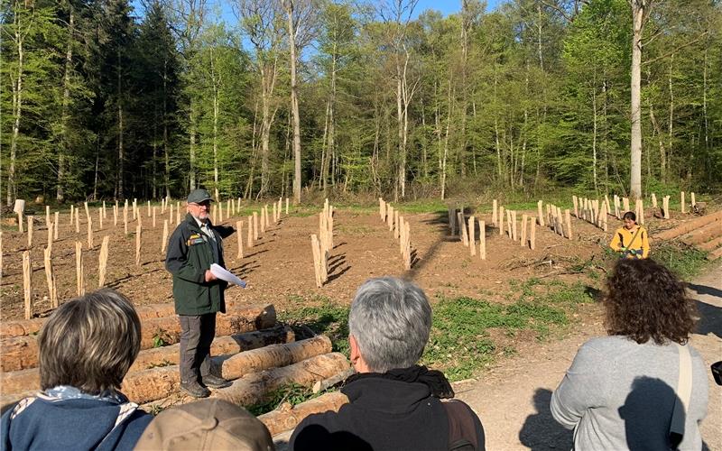 Gleich neben dem neuen „Förster-Bänkle“ entsteht eine neue Kulturfläche mit neueren Baumarten. GB-Foto: Holzapfel