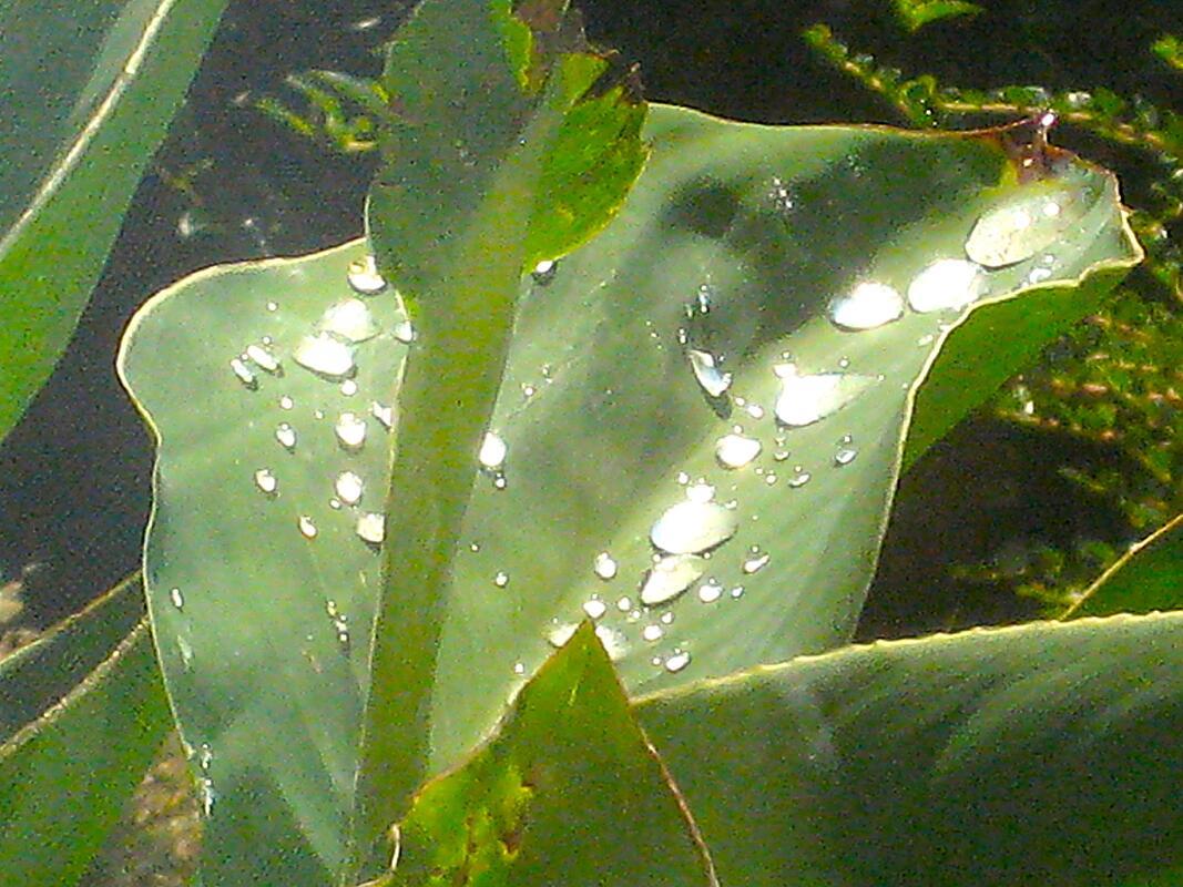 Glitzertropfen – eingefangen beim kurzen Regenschauer von unserer Canna.  Von Fr...