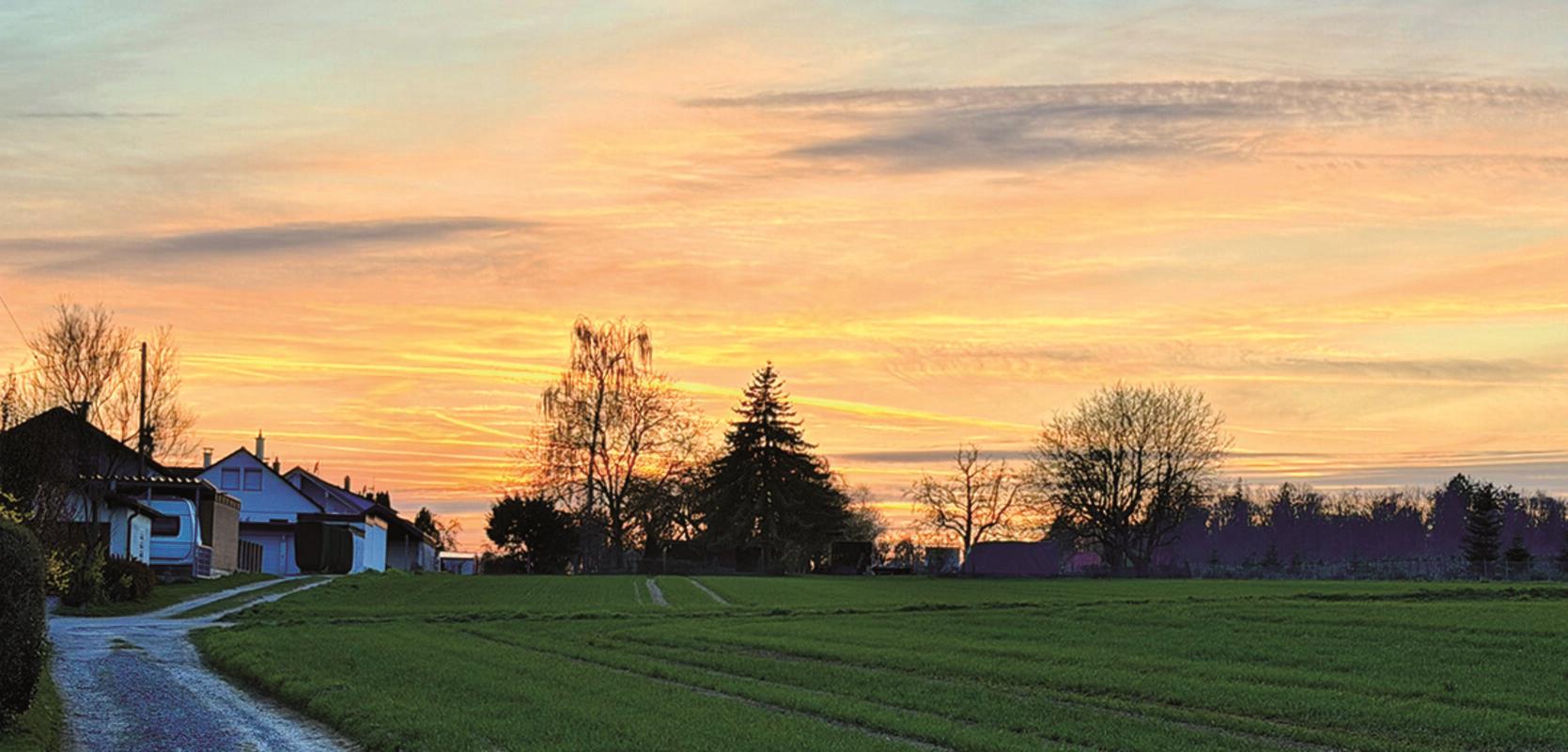 Goldener Abend über jungem Weizenfeld. Von Minja Rollinson aus Gäufelden.