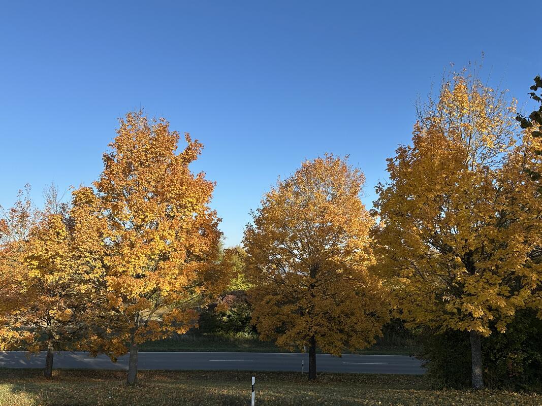 Goldener Herbst. Von Anja Schnotz aus Gäufelden.
